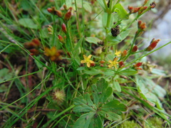 Hypericum silenoides