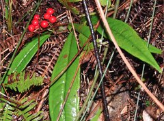 Ardisia lindleyana
