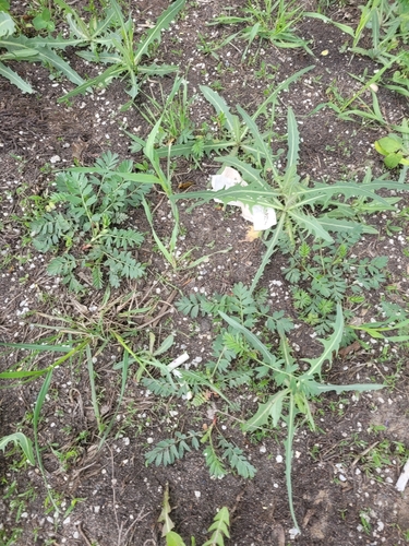 Наблюдение на iNaturalist