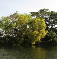 Taxodium mucronatum