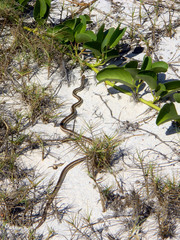 Dromicodryas bernieri