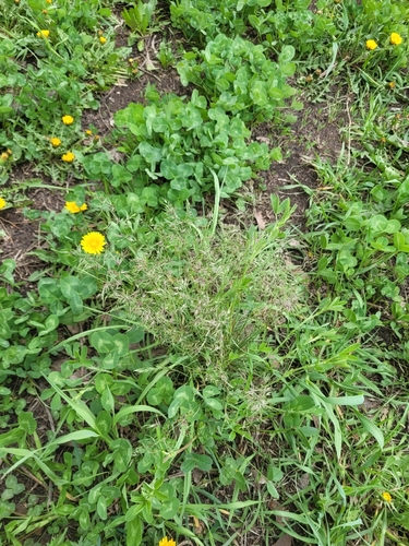 Наблюдение на iNaturalist