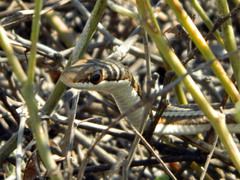 Dromicodryas bernieri