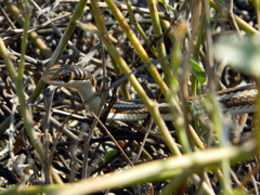 Dromicodryas bernieri