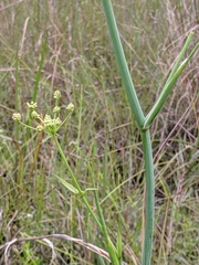 Tiedemannia filiformis image