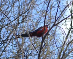 Platycercus elegans elegans