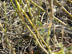 Dromicodryas bernieri