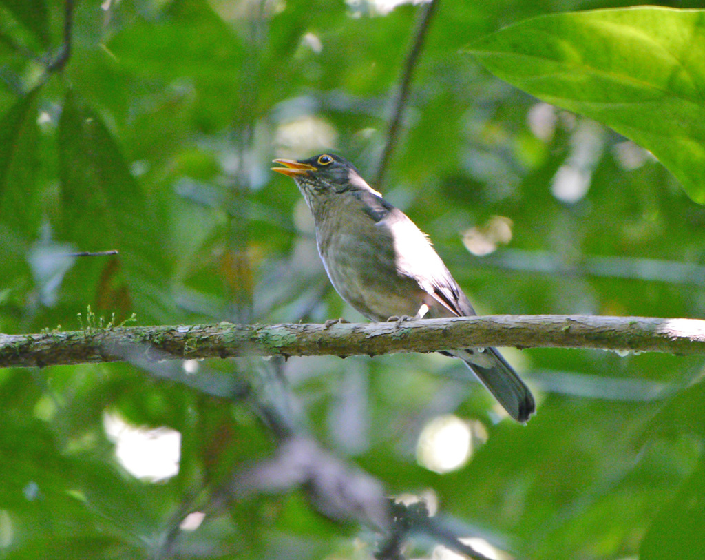 Lawrence's Thrush photo