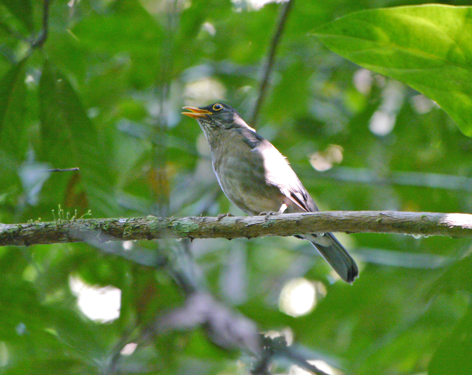 Lawrence's Thrush (Turdus lawrencii)