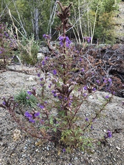 Phacelia franklinii