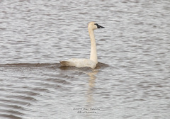 Cygnus columbianus columbianus