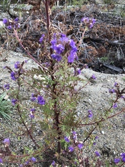 Phacelia franklinii