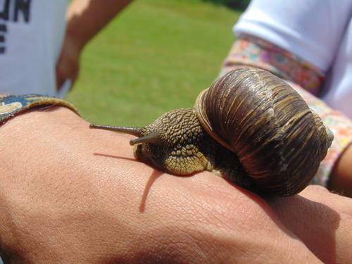 Humboldtiana buffoniana