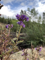 Phacelia franklinii