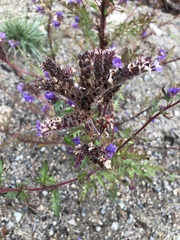Phacelia franklinii