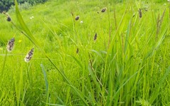 Carex atrofusca