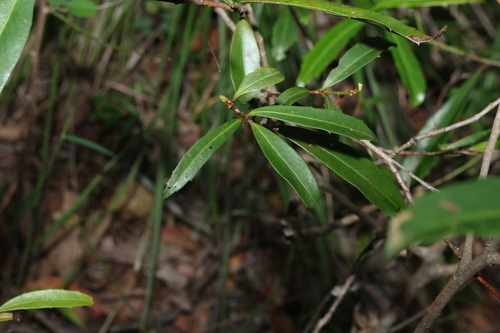 Myrsine variabilis observed 2025-04-27