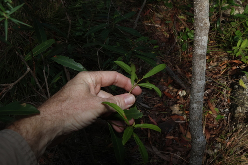 Image of Myrsine variabilis by (c) Greg Tasney, some rights reserved (CC BY-SA)