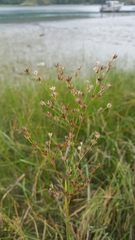 Juncus oxymeris
