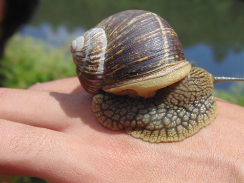 Humboldtiana buffoniana