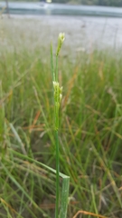Juncus oxymeris