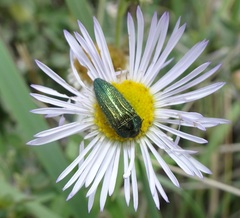 Acmaeodera resplendens