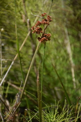 Juncus xiphioides