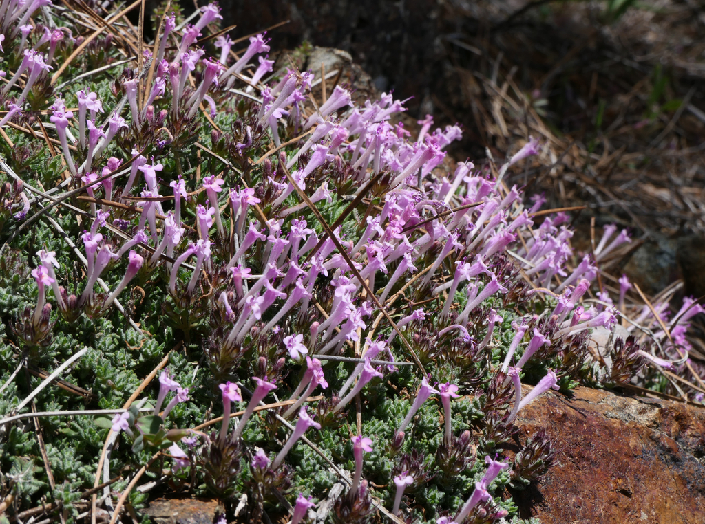 Thymus integer
