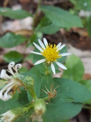 Eurybia radulina