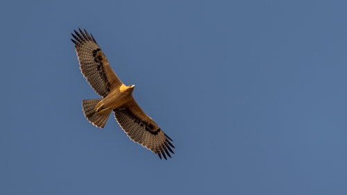 Bonelli's Eagle, photo 7 of 8