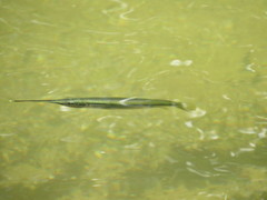 Zenarchopterus buffonis