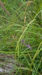 Carex kelloggii