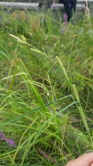 Carex kelloggii