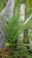 Carex kelloggii