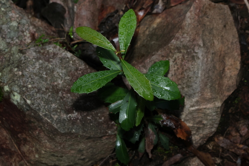 Myrsine variabilis observed 2025-04-27