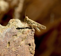 Trimerotropis occidentalis