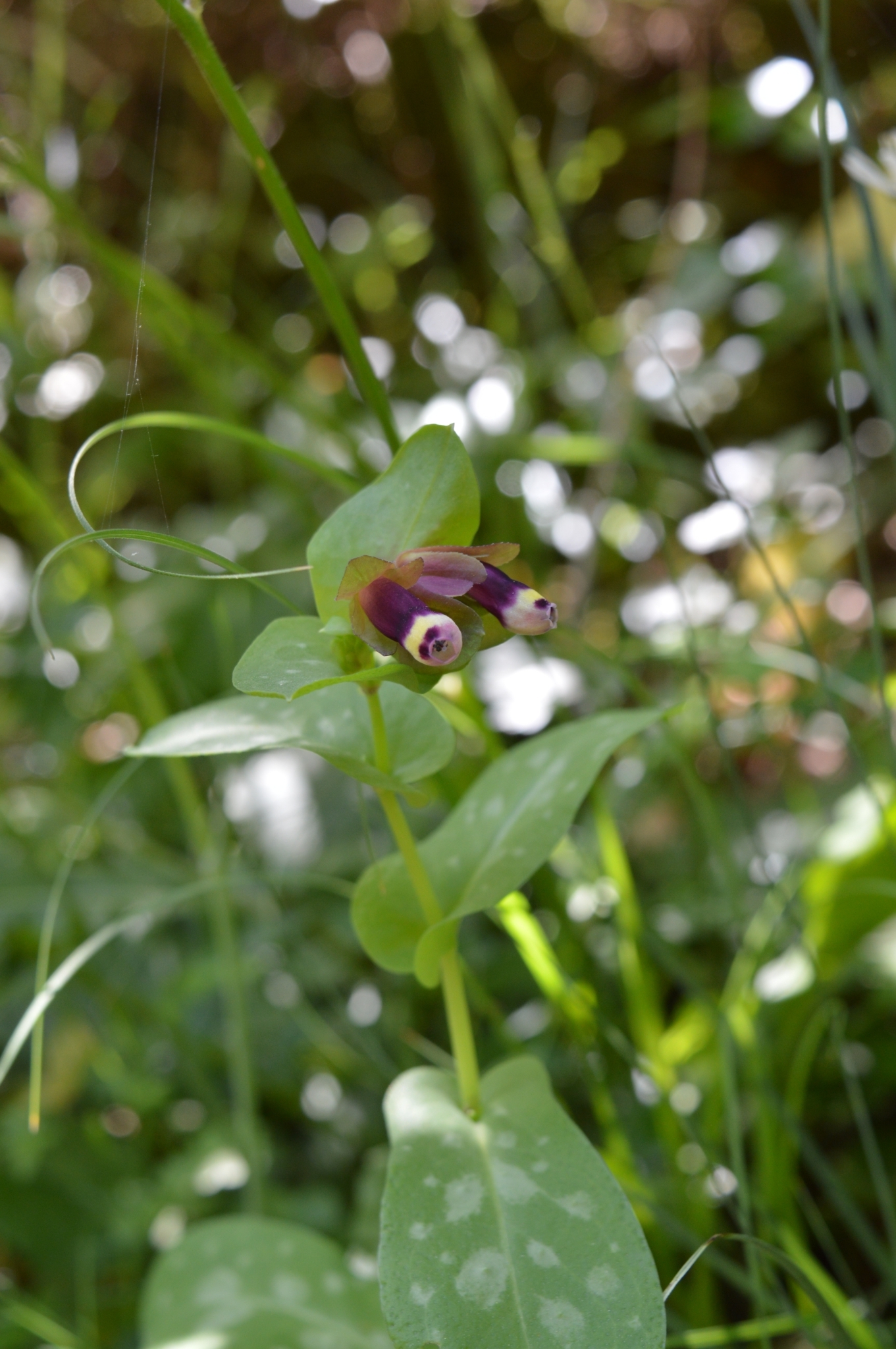 Violet Honeywort (Cerinthe retorta)