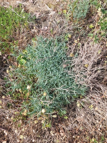 Dianthus hypanicus observed 2025-04-26