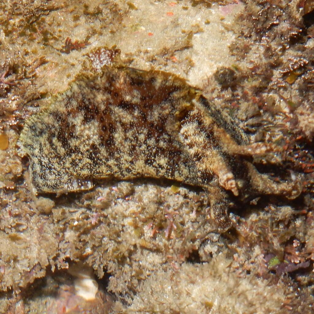 spotted sea hare
