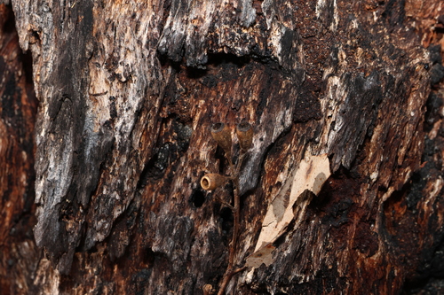 Image of Eucalyptus dura by (c) Greg Tasney, some rights reserved (CC BY-SA)