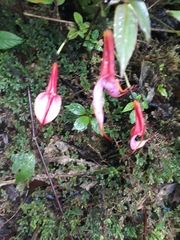 Masdevallia rosea