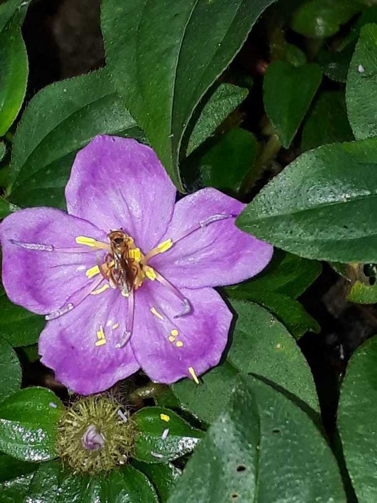 Heterotis buettneriana