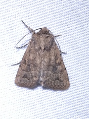 Eriopygini