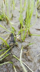 Lilaeopsis occidentalis