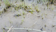 Lilaeopsis occidentalis