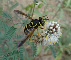 Spilomyia crandalli