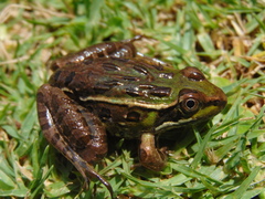Lithobates spectabilis