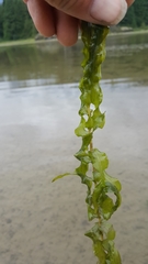 Potamogeton richardsonii