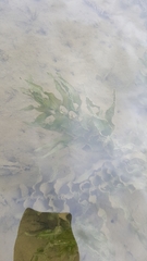 Potamogeton richardsonii