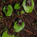 Corybas orbiculatus - Photo (c) Mike Lusk, μερικά δικαιώματα διατηρούνται (CC BY-NC), uploaded by Mike Lusk